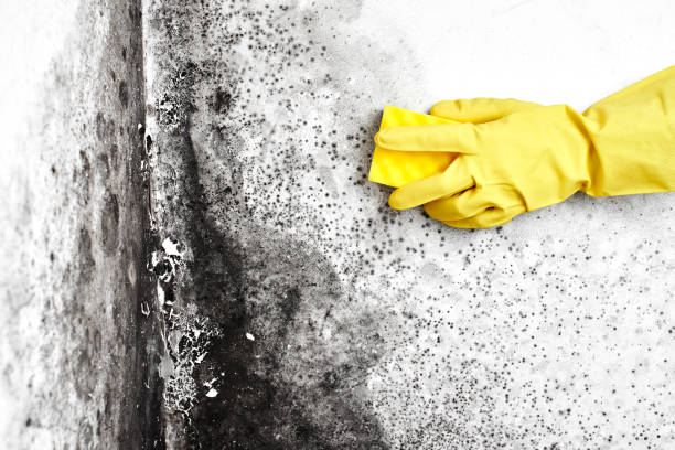 Best Mold Removal for HVAC Installations  in Germantown, WI
