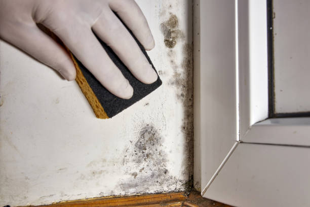 Best Biohazard Mold Removal  in Germantown, WI